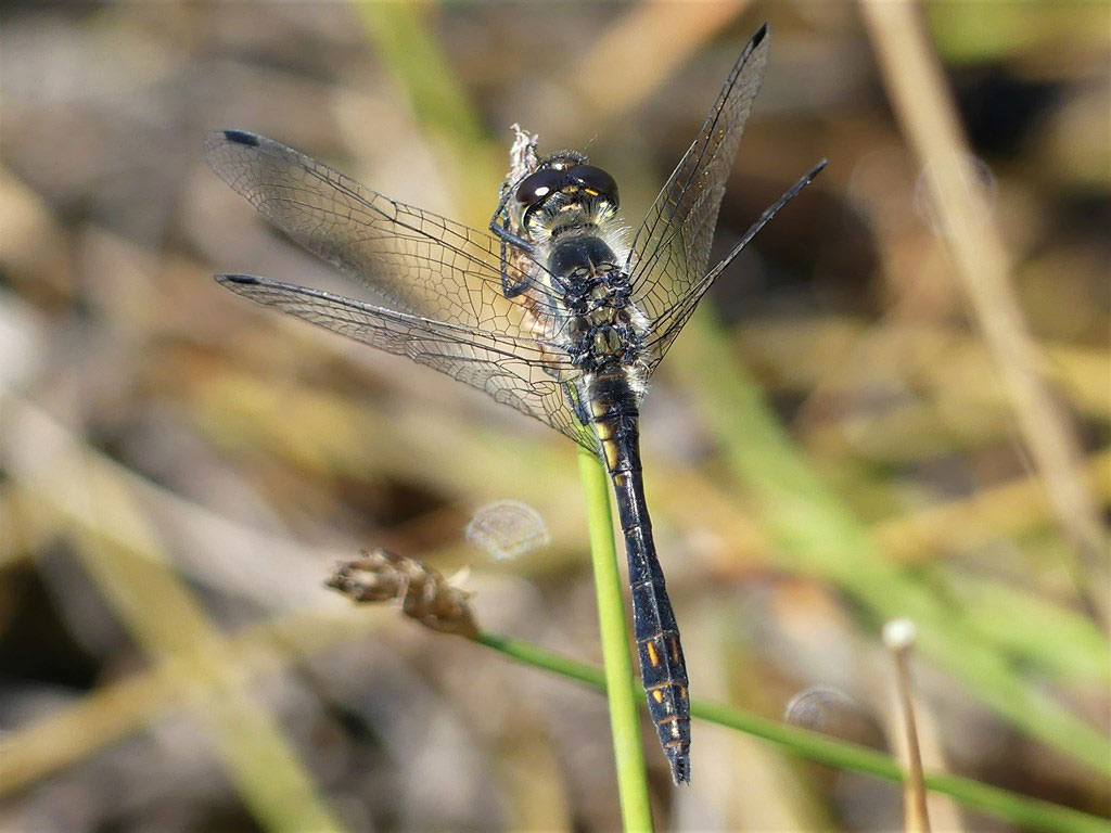 Sympetrum_danae
